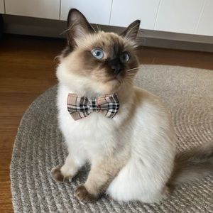 Meet your Posher, Kellie